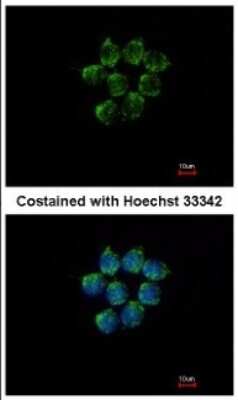 Immunocytochemistry/ Immunofluorescence: Serpin A4/Kallistatin Antibody [NBP2-17013]