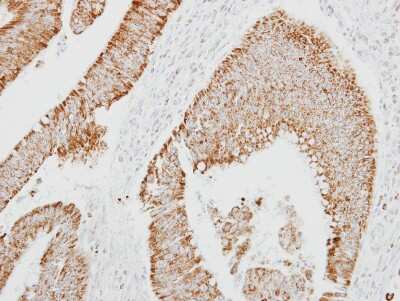 Immunohistochemistry-Paraffin: Serpin A4/Kallistatin Antibody [NBP2-17013]