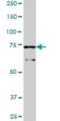 Western Blot: Kanadaptin Antibody [H00022950-B01P]