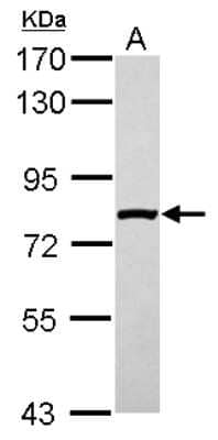 Western Blot: Kanadaptin Antibody [NBP2-17014]