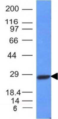 Western Blot: Kappa Light Chain Antibody (HP6053 + L1C1)Azide and BSA Free [NBP2-34640]