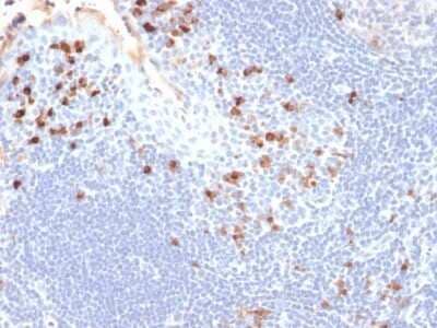 Immunohistochemistry-Paraffin: Kappa Light Chain Antibody (HP6053) - Azide and BSA Free [NBP2-34639]