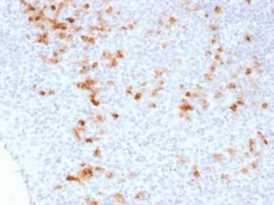 Immunohistochemistry-Paraffin: Kappa Light Chain Antibody (KLC1278) [NBP2-53364]