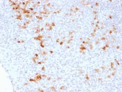 Immunohistochemistry-Paraffin: Kappa Light Chain Antibody (KLC1278) - Azide and BSA Free [NBP2-54512]