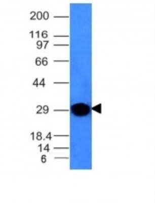 Western Blot: Kappa Light Chain Antibody (KLC264)Azide and BSA Free [NBP2-34659]