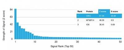 Protein Array: Kappa Light Chain Antibody (KLC709) [NBP2-34259]