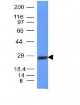 Western Blot: Kappa Light Chain Antibody (L1C1)Azide and BSA Free [NBP2-33142]