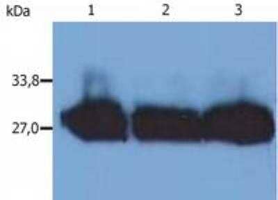 Western Blot: Kappa Light Chain Antibody (MEM-09)BSA Free [NB500-331]