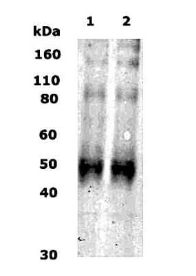 Western Blot: KOR AntibodyBSA Free [NB110-79876]