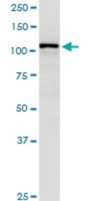 Western Blot: Karyopherin (importin) beta 3 Antibody (1C4) [H00003843-M01]