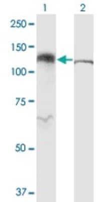 Western Blot: Karyopherin (importin) beta 3 Antibody (1C4) [H00003843-M01]