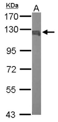 Western Blot: Karyopherin (importin) beta 3 Antibody [NBP2-17016]