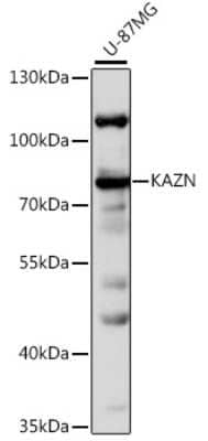 Western Blot: Kazrin AntibodyBSA Free [NBP3-03769]