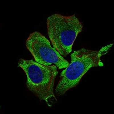 Immunocytochemistry/ Immunofluorescence: Keap1 Antibody (1F10B6) - BSA Free [NBP2-37433]