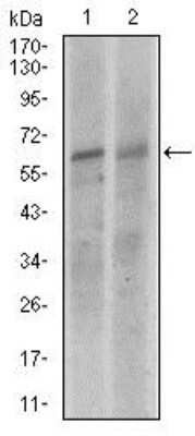 Western Blot: Keap1 Antibody (1F10B6)BSA Free [NBP2-37433]