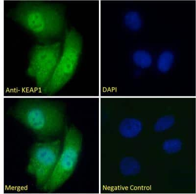 Immunocytochemistry/ Immunofluorescence: Keap1 Antibody [NBP1-78793]