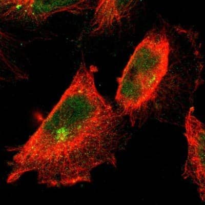 Immunocytochemistry/ Immunofluorescence: Keap1 Antibody [NBP1-83106]