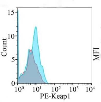 Flow Cytometry: Keap1 Antibody (OTI1B4) - Azide and BSA Free [NBP2-71496]