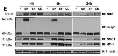 Western Blot: Keap1 Antibody (OTI1B4)Azide and BSA Free [NBP2-71496]
