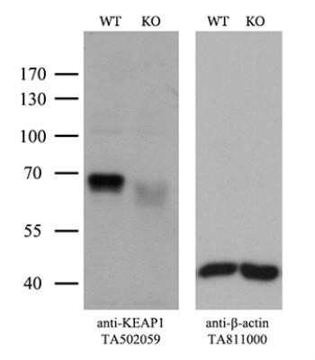 Western Blot: Keap1 Antibody (OTI1B4)Azide and BSA Free [NBP2-71496]
