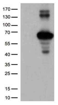 Western Blot: Keap1 Antibody (OTI1B4)Azide and BSA Free [NBP2-71496]