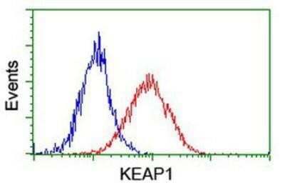 Flow Cytometry: Keap1 Antibody (OTI1B4) [NBP2-03319]