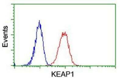 Flow Cytometry: Keap1 Antibody (OTI1B4) [NBP2-03319]