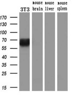 Western Blot: Keap1 Antibody (OTI1B4) [NBP2-03319]