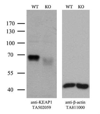 Western Blot: Keap1 Antibody (OTI1B4) [NBP2-03319]