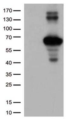 Western Blot: Keap1 Antibody (OTI1B4) [NBP2-03319]