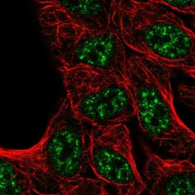 Immunocytochemistry/ Immunofluorescence: Kelch Domain Containing 7A Antibody [NBP2-30941]