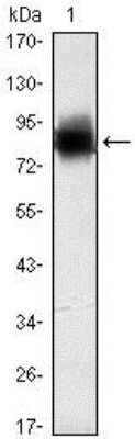 Western Blot: Kelch-Like Family Member 21 Antibody (2H4)BSA Free [NBP2-37659]