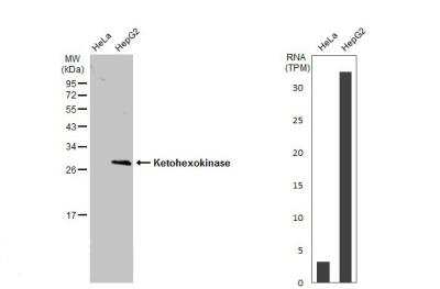 Western Blot: Ketohexokinase Antibody [NBP1-32778]