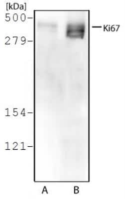 Western Blot: Ki67/MKI67 AntibodyBSA Free [NB500-170]