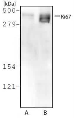 Western Blot: Ki67/MKI67 Antibody [DyLight 594] [NB500-170DL594]