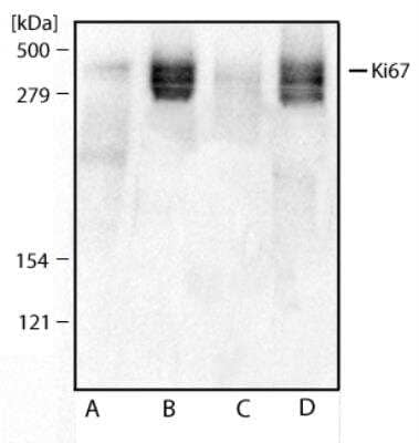 Western Blot: Ki67/MKI67 Antibody [NBP2-19012]