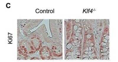 Immunohistochemistry: Ki67/MKI67 Antibody - BSA Free [NB110-89717]