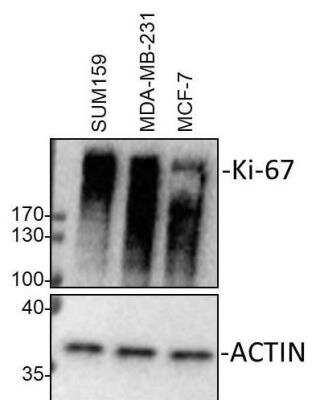 Western Blot: Ki67/MKI67 AntibodyBSA Free [NB500-170]