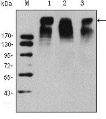 Western Blot: Ki67/MKI67 Antibody (8D5)Azide and BSA Free [NBP2-80821]