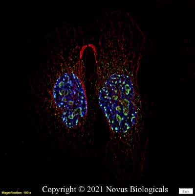 Immunocytochemistry/ Immunofluorescence: Ki67/MKI67 Antibody - BSA Free [NB500-170]