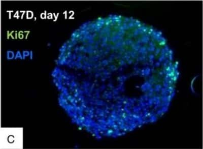 Immunocytochemistry/ Immunofluorescence: Ki67/MKI67 Antibody (SP6) - Unpurified [NB600-1252]