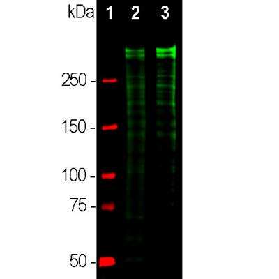 Western Blot: Ki67/MKI67 Antibody [NBP3-05537]