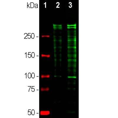 Western Blot: Ki67/MKI67 Antibody [NBP3-05538]