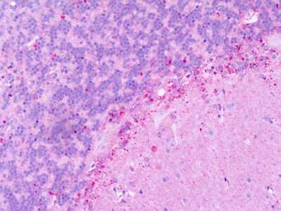 Immunohistochemistry-Paraffin: KiSS1R/GPR54 Antibody - BSA Free [NLS1928]
