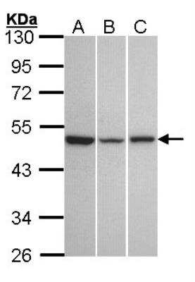 Western Blot: KiSS1R/GPR54 Antibody [NBP2-16724]