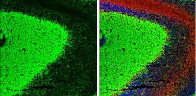 Immunohistochemistry-Frozen: Kif2a Antibody [NBP3-12957]