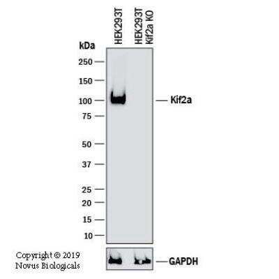 Knockout Validated: Kif2a Antibody [NB500-180]