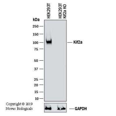 Knockout Validated: Kif2a Antibody [NBP1-83253]