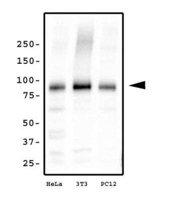 Western Blot: Kif2a Antibody [NB500-180]