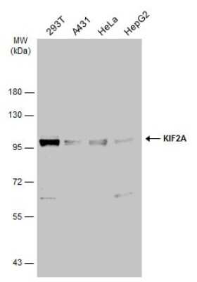 Western Blot: Kif2a Antibody [NBP3-12957]